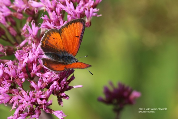 Lilagold-Feuerfalter (Lycaena hippothoe)